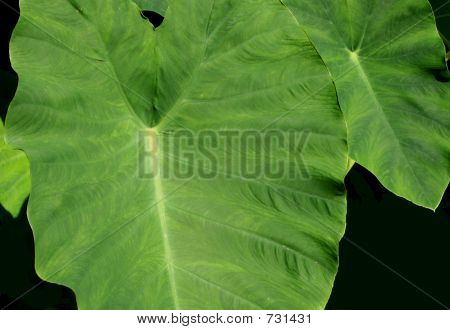 Dużych roślin zielonych liści