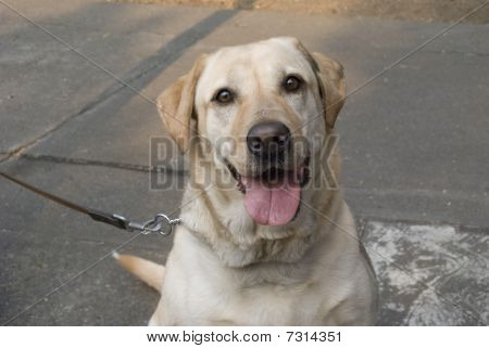 šťastný pes labrador