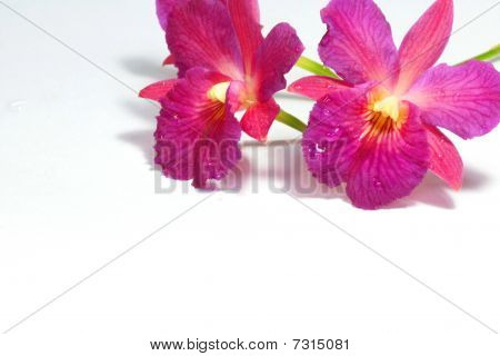 Orchidée