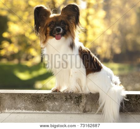 Portrait of purebred Papillon dog