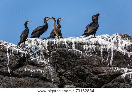 Cormorants birds colony on rock covered with guano, Brittany, France