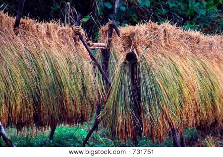 Cosecha de arroz