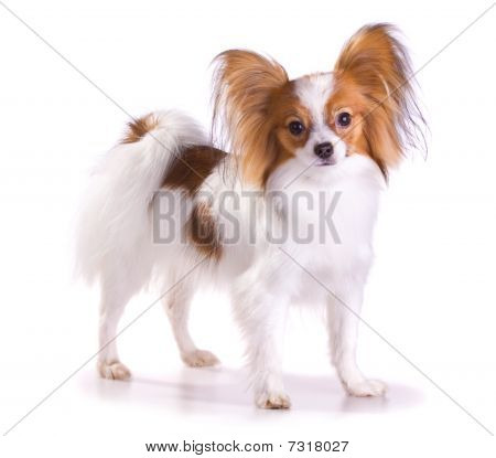 Hund af racen Papillon