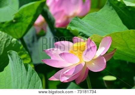 Lotus flower and Lotus flower plants in the pond
