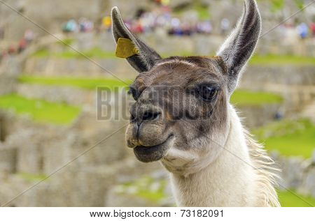 Machu Picchu, Peru - llama in ruins