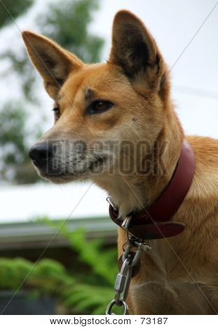 Dingo