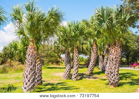 Stand Of Palm Trees