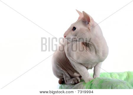 Peterbald gato sem pêlos no sofá verde