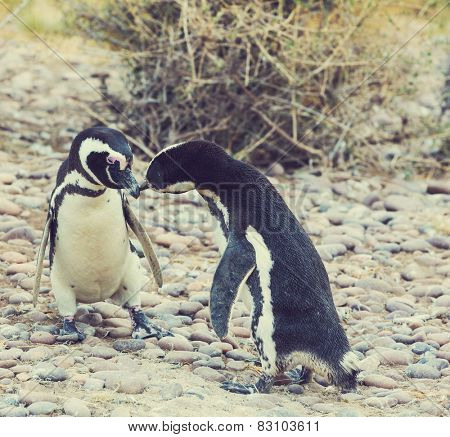 Magellanic Penguin (Spheniscus magellanicus) in Patagonia