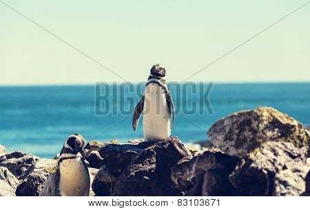 Magellanic Penguin (Spheniscus magellanicus) in Patagonia