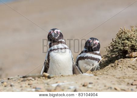 Magellanic Penguin (Spheniscus magellanicus) in Patagonia