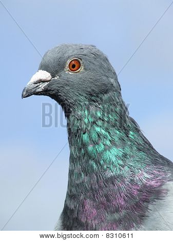 鸽子