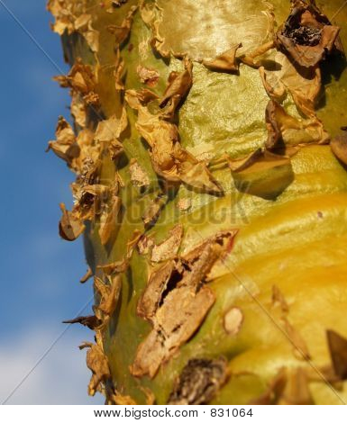Peeling kory drzewa papierowa