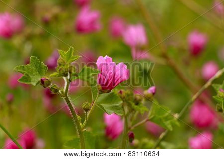 Mallow flowers.