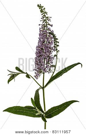 Flowers Of Buddleja, Lat. Buddleja Davidii, Isolated On White Background