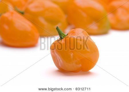 พริก Habanero