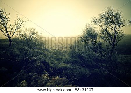 shrubs on a cold icy morning in Borja, Zaragoza, Aragon, Spain.