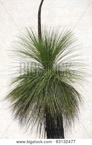 Black Boy Tree