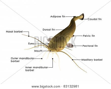 African catfish