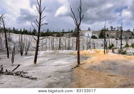 Dead trees stand in the travertine terrace of Mammoth Hot Springs, Yellowstone National Park.