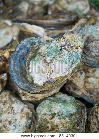 Freshwater clams mix  of local food in Thailand