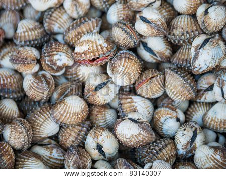 Freshwater clams mix  of local food in Thailand