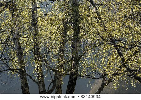 Birch Trees In Spring Time