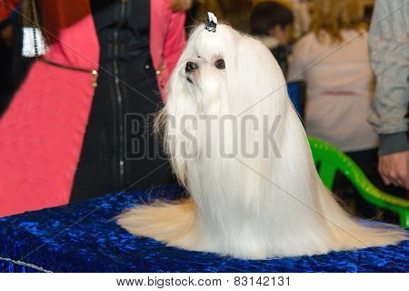 Cute Maltese smile.