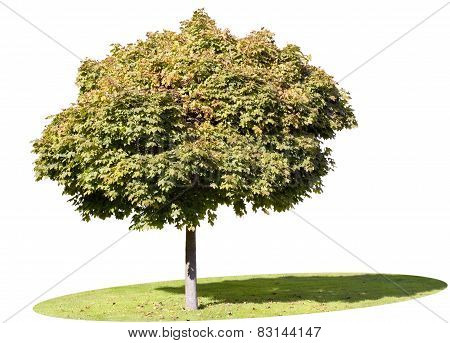 Isolated Autumn Maple