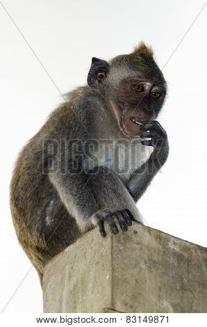 Monkey