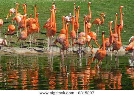 Karibian Flamingo
