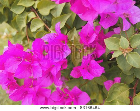 Bougainvillea Flower In The Garden, Paper Flower