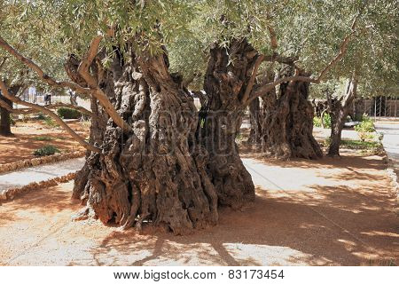 Eternal holy Jerusalem. Very ancient olive trees in the Garden of Gethsemane