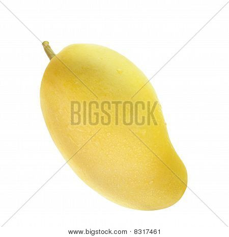 Mango 1