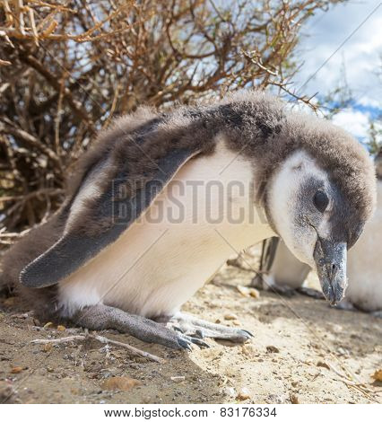 Magellanic Penguin (Spheniscus magellanicus) in Patagonia