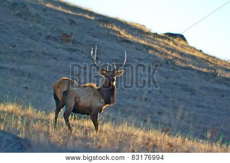 Bull Elk Portrait