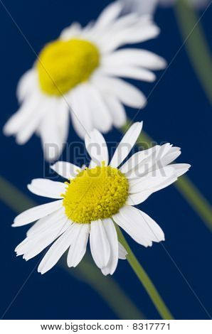 Ox-eye Daisy