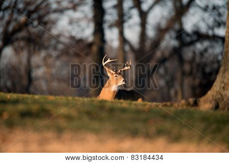 White-tailed Deer Buck