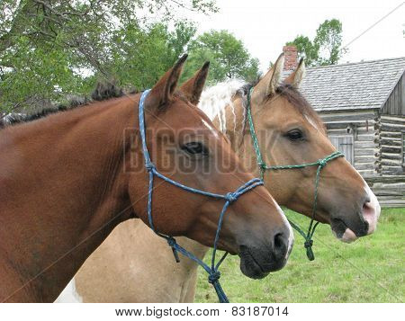 Horse Portraits
