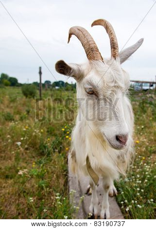 Goat attack