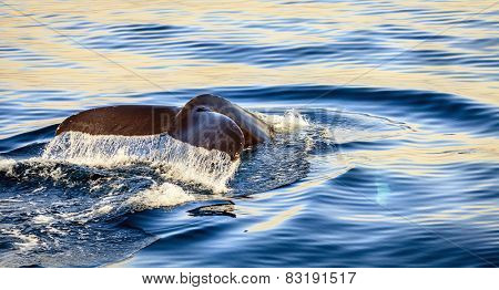 Diving humpback whale in the Skjalfandi Bay in Northern Iceland