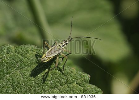 Engen plante Bug - Leptopterna dolabrata