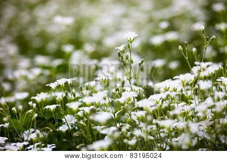White Flowers Of Stellaria Holostea