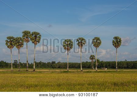 Plam Trees And Rice Fields