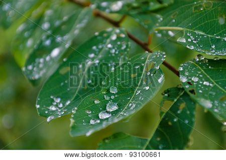 Water Drops On Leaves