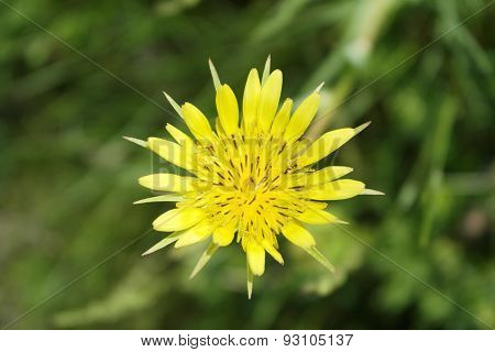 yellow flower