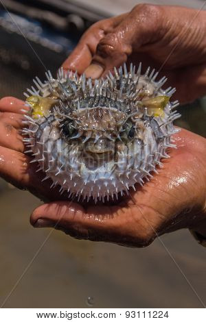 Puffer Fish