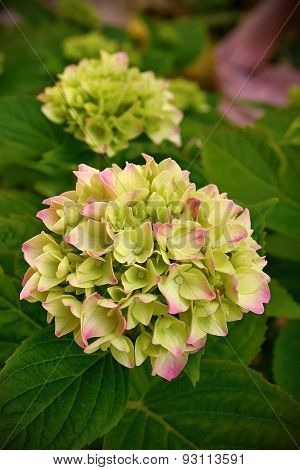 Blooming hydrangea