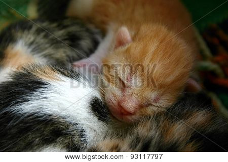 Sleeping newborn kitten