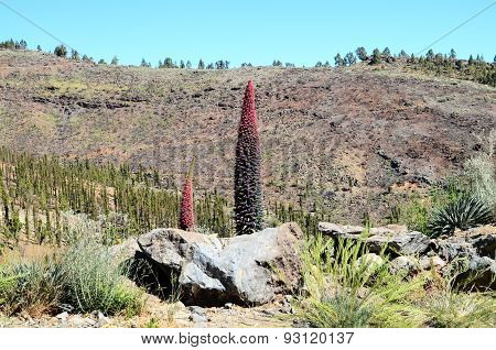 Tajinaste Flower of Tenerife Island